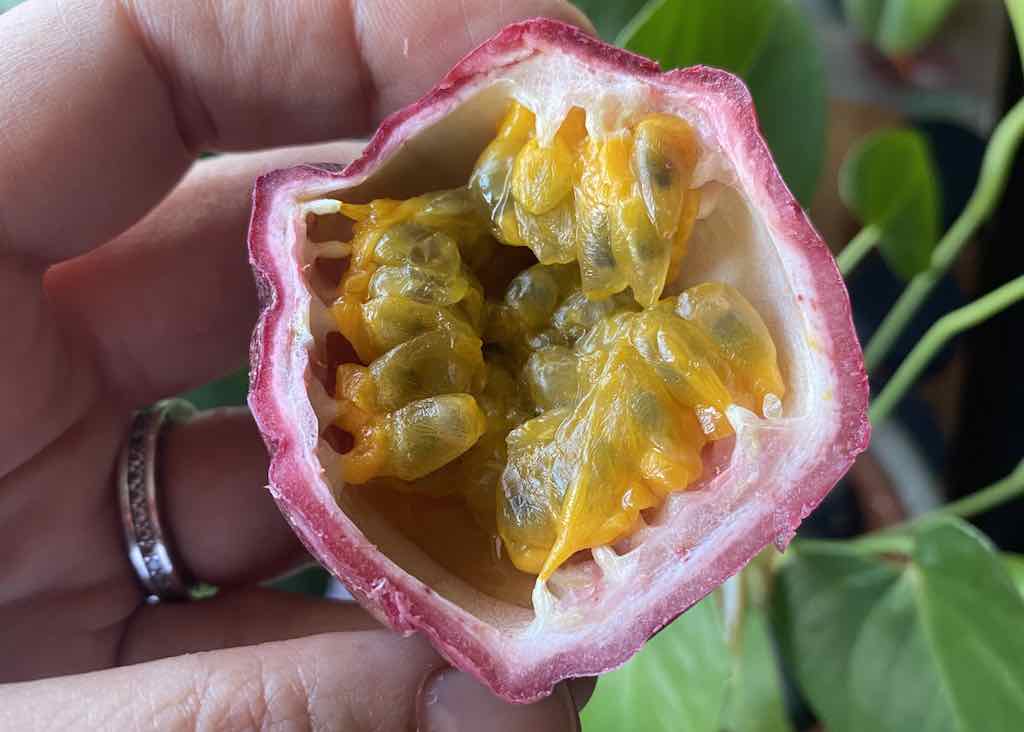 Çarkıfelek (Pasiflora) meyvesinin yararları Pasiflora